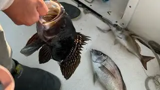 Fishing in castle island