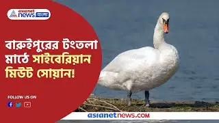 Siberian mute swan has seen in Baruipur । বারুইপুরের টংতলা মাঠে সাইবেরিয়ান মিউট সোয়ান পাখি