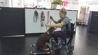 Sit Means Sit Pittsburgh Dog Training - Australian Shepherd Puppy with Wheel Chair Obedience