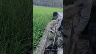 Clearing Rice Paddy Mud: Traditional Agricultural Labor