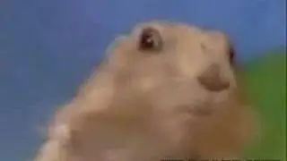 crazy chipmunk