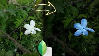 How to change flower colour in Snapseed | How to use curves for colour change
