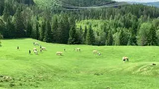 Fjordhestslipp i Langlia, Rindal