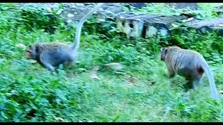 Jane help baby monkey. big female monkey fight baby but she help baby with big belly