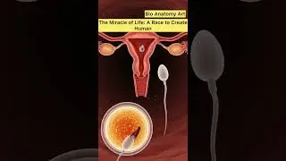 The Miracle of Life: A Race to Create Human| Bio Anatomy Art | Gut Health