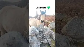 #connemara #conamara #horse