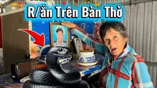 Bà Cụ Về Nhà Bất Ngờ Gặp Con R/ắn Trên Bàn Thờ Biến Mất Kỳ Lạ #434