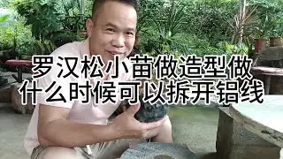 罗汉松小苗做造型后什么时候可以拆开铝线 #罗汉松造型