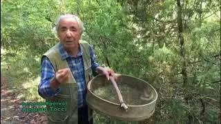 Augusto Tocci  raccolta del ginepro per una medicina naturale per dolori