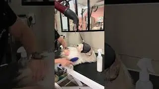 Coupe ciseaux longue sur un Bichon Havanais