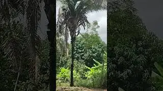 olha que incr&iacute;vel,  um p&eacute; de nim  em uma palmeira