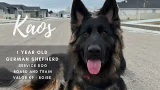Kaos&rsquo;s Service Dog Board & Train in Boise, Idaho with Valor K9 Academy