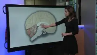 The Brain On Love