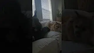 5/12/2025 Tiki, Buddy and Chubaka