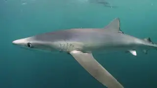 Blue sharks in the UK | 2025