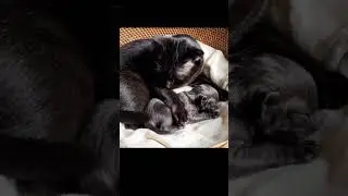 Copy & Paste🐾🖤