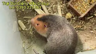 Giới Thiệu Trại Dúi Giống Má Đào Hiện Nay ở Cần Thơ Hậu Giang