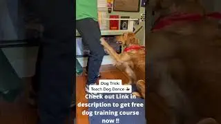Smart dog Training tip #short