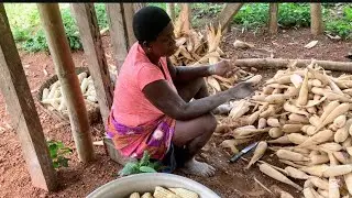 Struggling Mom of 9 Harvests Corn Alone on Her Farm | Real Village Life in Ghana#village 