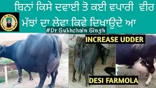 ਕਈ ਵਪਾਰੀ ਵੀਰ ਮੱਝਾਂ ਗਾਵਾਂ ਦਾ ਲੇਵਾ ਕਿਵੇਂ ਬਣਾਉਂਦੇ ਆ Dr Sukhchain singh Kudrat dairy farm #newvideo