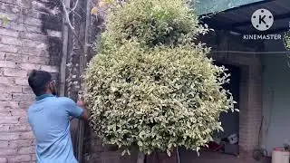 Golden ficus plant cutting/ design/shape/ Two steps / Best design #ficus #nirvair #nirvairgardening