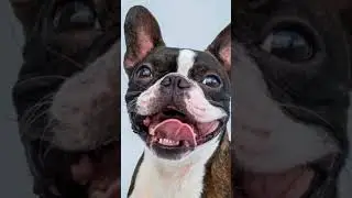 Top 5 Smallest DOGs! #shorts #smallestdogs #dogtraining