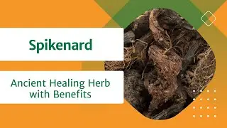 Spikenard: The Ancient Healing Herb with Modern Benefits
