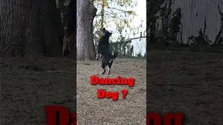 Slow-motion fun with dogs and a ball ?! Joke Time With Boomer The Dog 649 SHORT #shorts #dog #love