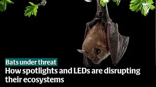 Irish bat habitats under threat: How spotlights and LEDs are disrupting their ecosystems