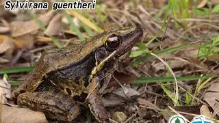 沼蛙 G&uuml;nther's Frog