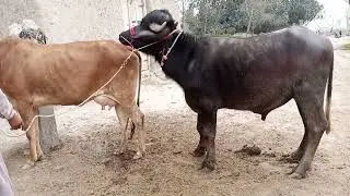 Buffalo meeting cow and breeding - The combination of buffalo and cow on the farm