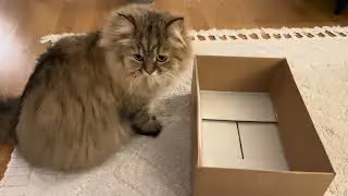 I'm testing which box is better for me😼