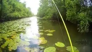 P&ecirc;che grosse perche ! Attaque en live !!