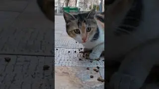 Cute face hungry stray cats😻😺🐈&zwj;⬛🐈 #short #shorts