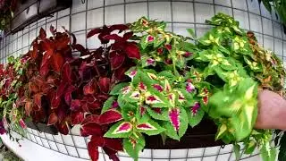 Coleus kopřiva