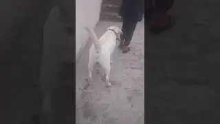##doglover #scooberslabrador #scoobers