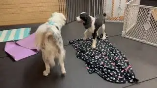 Dog School at Mountainside Mutts | Treiball, nail trims & pattern games