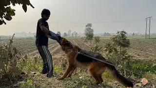 Aggressive Dog Behaviour Correction | Morning Drive Building Session | LIVE Training #monomark_k9 