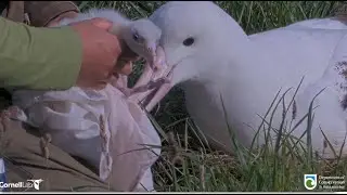 Royal Albatross ~ Amazing Closeups Of Chick & Paddles! WYL Returns Home & Gives A Feeding 💖 1.29.26