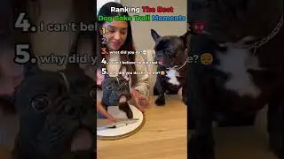 Ranking the best Dog Cake Troll Moments🐕🍰😂