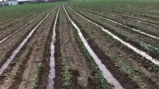 Mısır’da Karık Sulama (Vanaya Boru Nasıl Bağlanır)