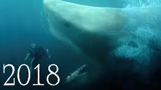 Megalodon of Evolution