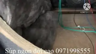 Sup điện Mỹ vip Jbl Prx 818 Alo 0971998555