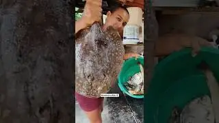 Como tratar arraia e fazer ela empanada, frito no &oacute;leo de azeite, fica muito bom mesmo🌵