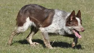 Lot 38: EFAIL JINNY (PT 1 - Short video) - 14.05.25 Farmers Marts Dolgellau Online Sheepdog Auction