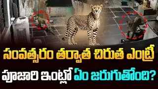 శ్రీశైలంలో చిరుత కలకలం | Leopard At Srisailam Priest House | Viral Video  @MaaGulf