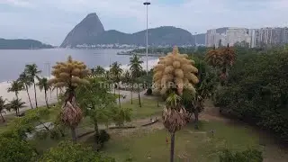 Decades-old palm trees in Rio de Janeiro flower for the first &mdash; and only &mdash; time