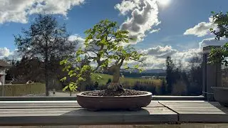 🇫🇷 Update Engraisment et reportaje de Acer buergerianum