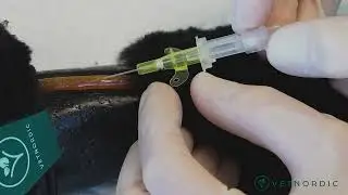 IV Catheter with small wings