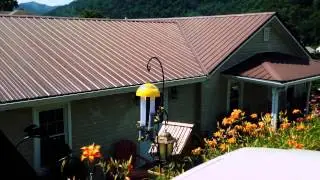 FEEDING OF THE YELLOW FINCH
